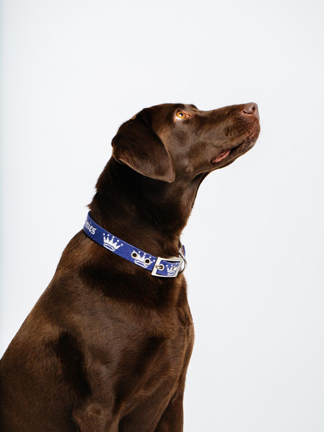 Royal Dog Collar Royal Highnies
